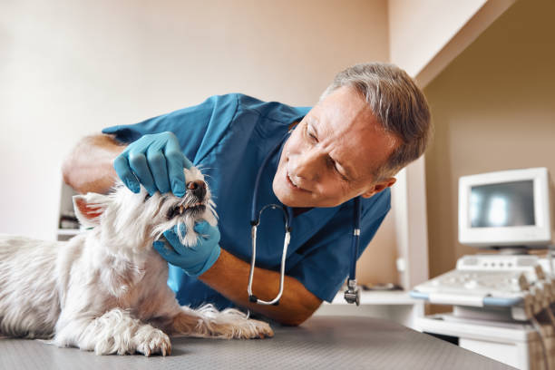 Best Chipped Tooth Repair Near Me  in Logan Elm Village, OH